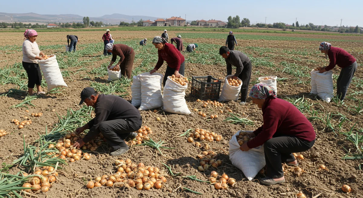 Kadirli'de Soğan Dramı: Üretici Satamadı, Halk Tarlaya Koştu! 'Kuru Ekmeğe Muhtaç Olduk'