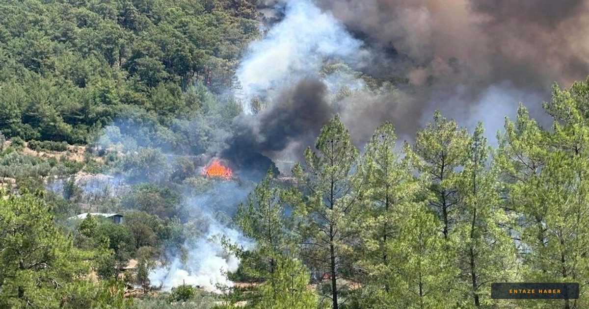 Türkiye'de Alarm Veren Gün: 3 Orman ve 1 Fabrika Aynı Anda Alevlere Teslim