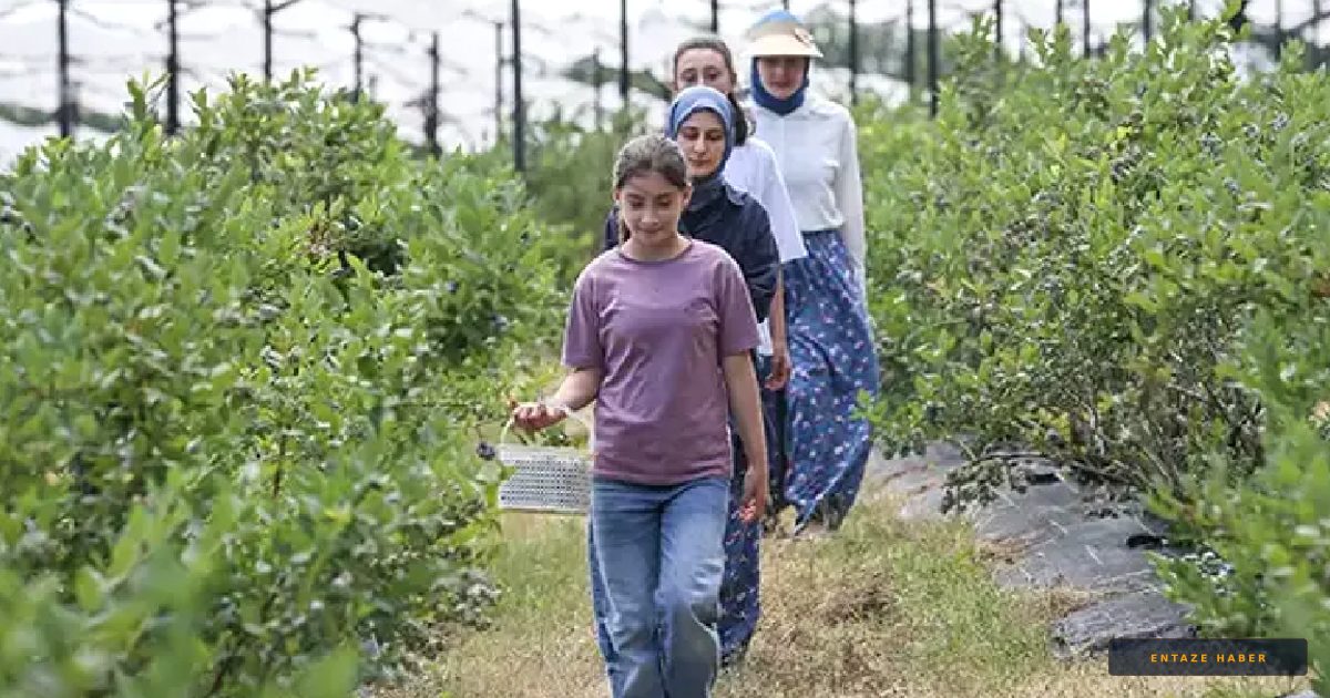 850 Metreden Dünya Pazarına: İznikli Kadınların Yaban Mersini Zaferi