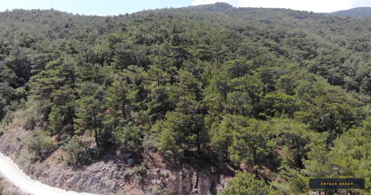 Aksaray'da Ormanlara Giriş Yasaklandı: İşte Yeni Kurallar ve Tarihler
