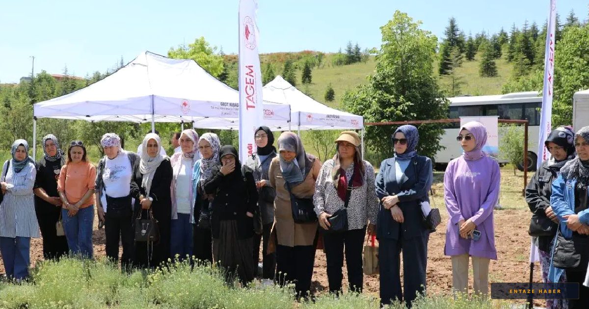 Eskişehir Alpu'da 'Altın Çiçek' Devrimi: Çiftçinin Yeni Gelir Kapısı Oldu