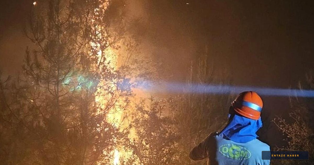 Aydın'da Gece Yarısı Orman Yangını: 20 Dekarlık Alan Kül Oldu