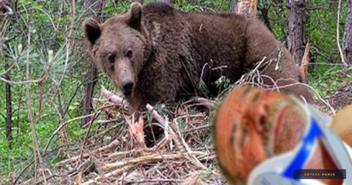 Ayı Saldırısına Baltayla Direndi: Artvin'de Dehşet Dolu Anlar