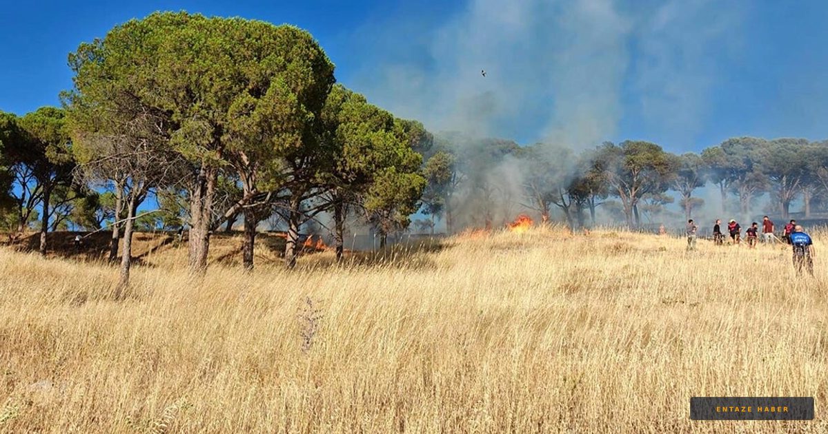 Ayvalık'ta Panik Anları: Çamlık Bölgede Alevler Yükseliyor!