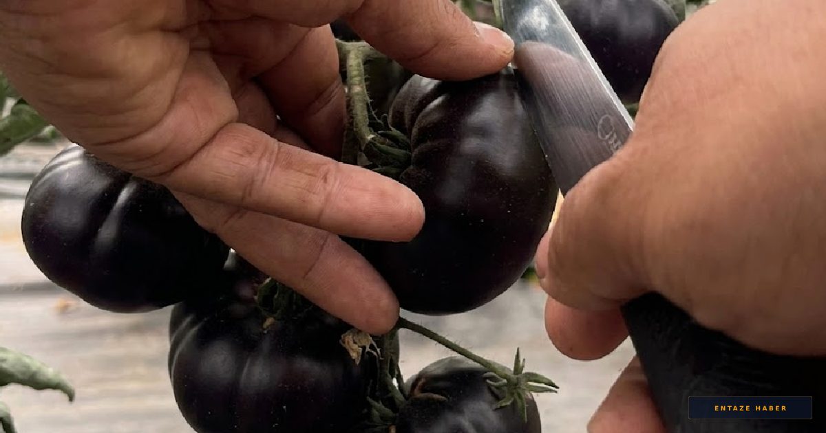 Bakanlık Paylaştı, Sosyal Medya Ayağa Kalktı: Siyah Domates GDO'lu mu?