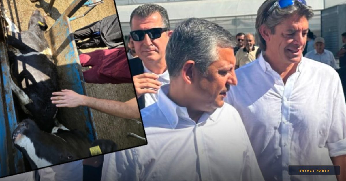 Gölge Tarım Bakanı'nın Çiftliğinde Sertifika Şoku: Bakanlık ile 'İnek' Krizi Büyüyor