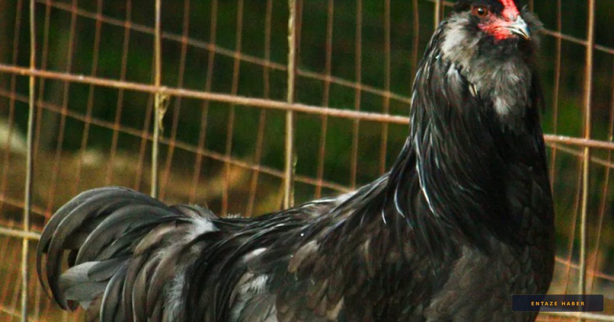 Yumurta Kabuğundaki Renk Sırrı: Tavukların Genetik Mirası ve Bilinmeyenler