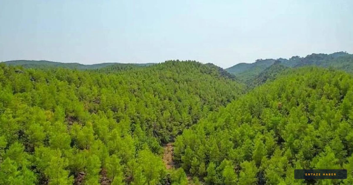 Bolu'da Ormanlara Giriş Yasaklandı: İşte Yeni Kurallar ve Tarihler