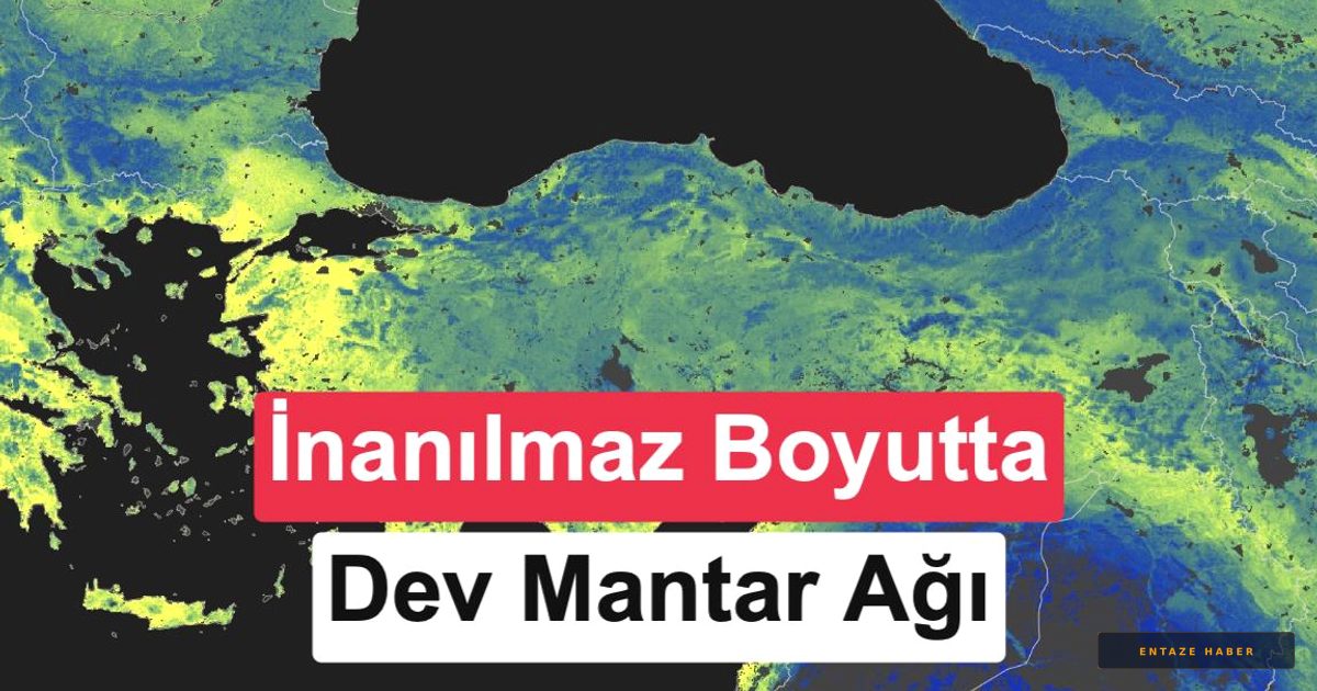Dünyanın Altındaki Görünmez Dev: 110 Katrilyon Kilometrelik Mantar Ağı Haritalandı