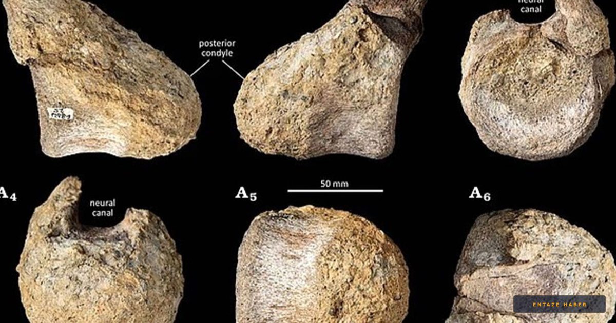 Müze Çekmecesinde 40 Yıl Bekleyen 82 Milyon Yıllık Dev Sır Ortaya Çıktı