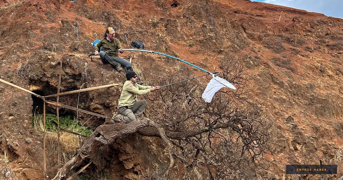 Dünyada Tek Kalan Ağaç İçin Ölümcül Operasyon: Uçurumun Kıyısında Yaşam Mücadelesi