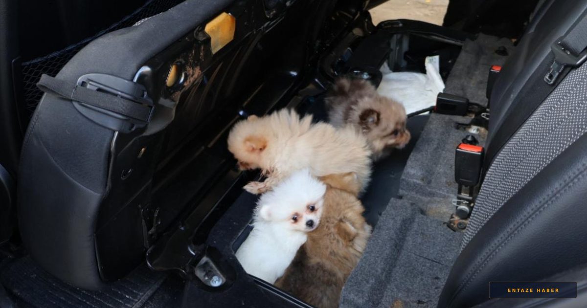 Kapıkule’de Büyük Operasyon: 5 Pomeranian Yavru Köpek Kaçakçılığına Geçit Yok