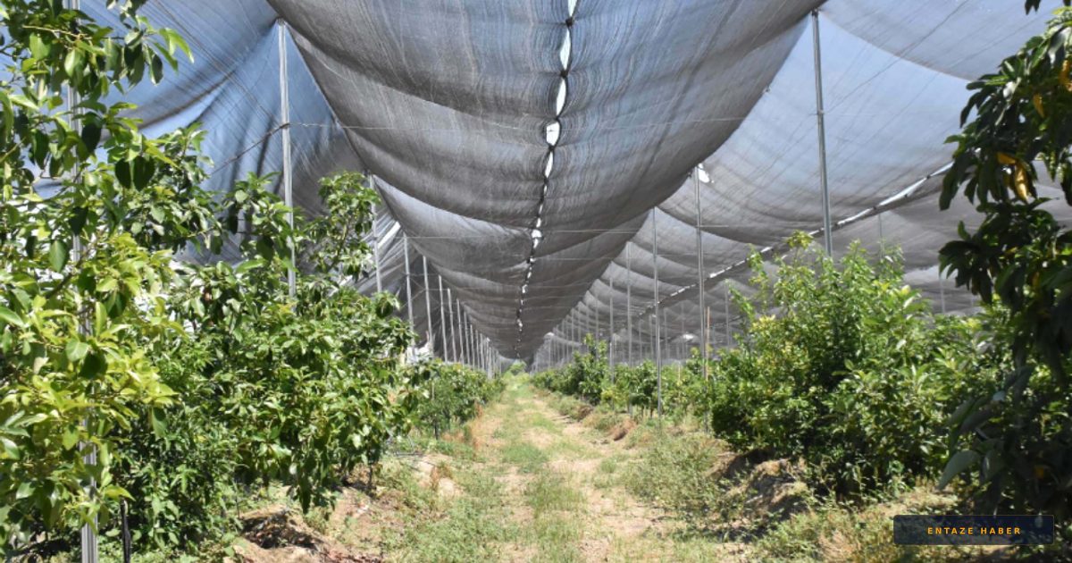 Ege'nin İncisi Nazilli'de Tropikal Devrim: 4 Saatlik Işıkla Avrupa'ya İhracat
