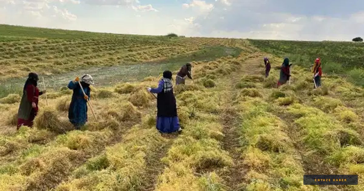 Gercüş Ovası'nda Altın Hasat: Çiftçinin Yüzü Bu Yıl Bereketle Güldü