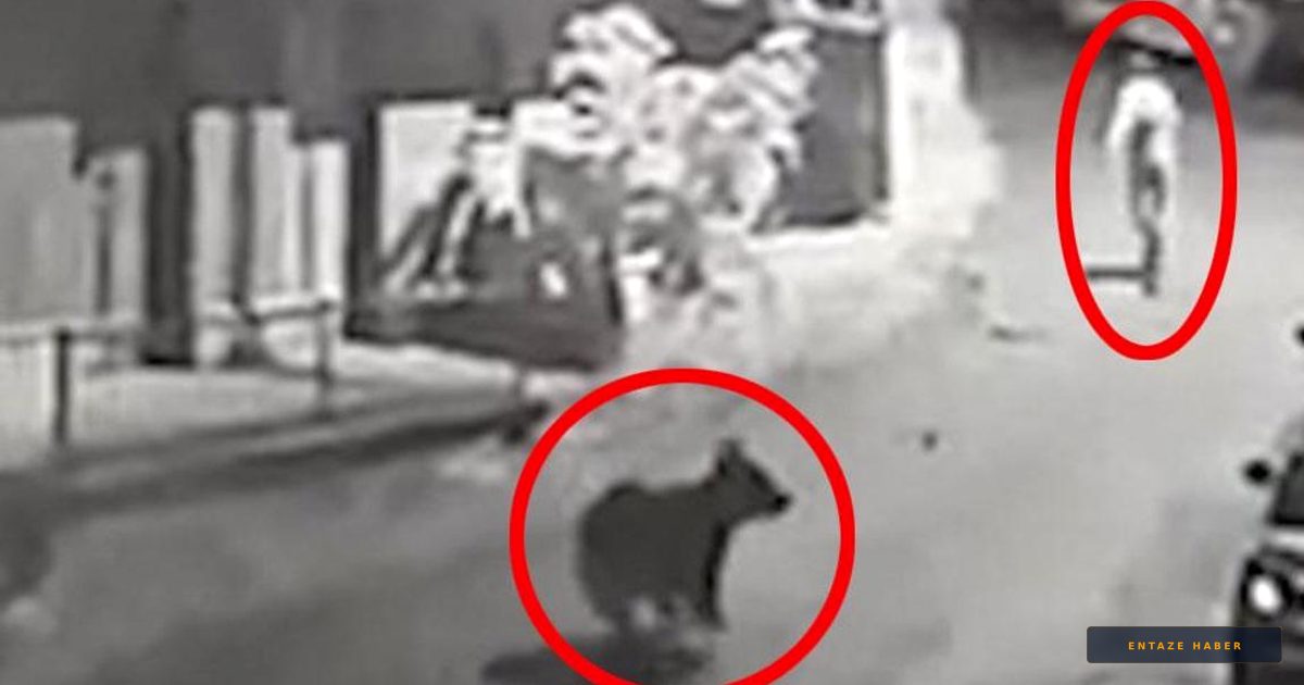 Rize'de Korku Dolu Anlar: Anne Ayı Vatandaşı Sokak Ortasında Kovaladı