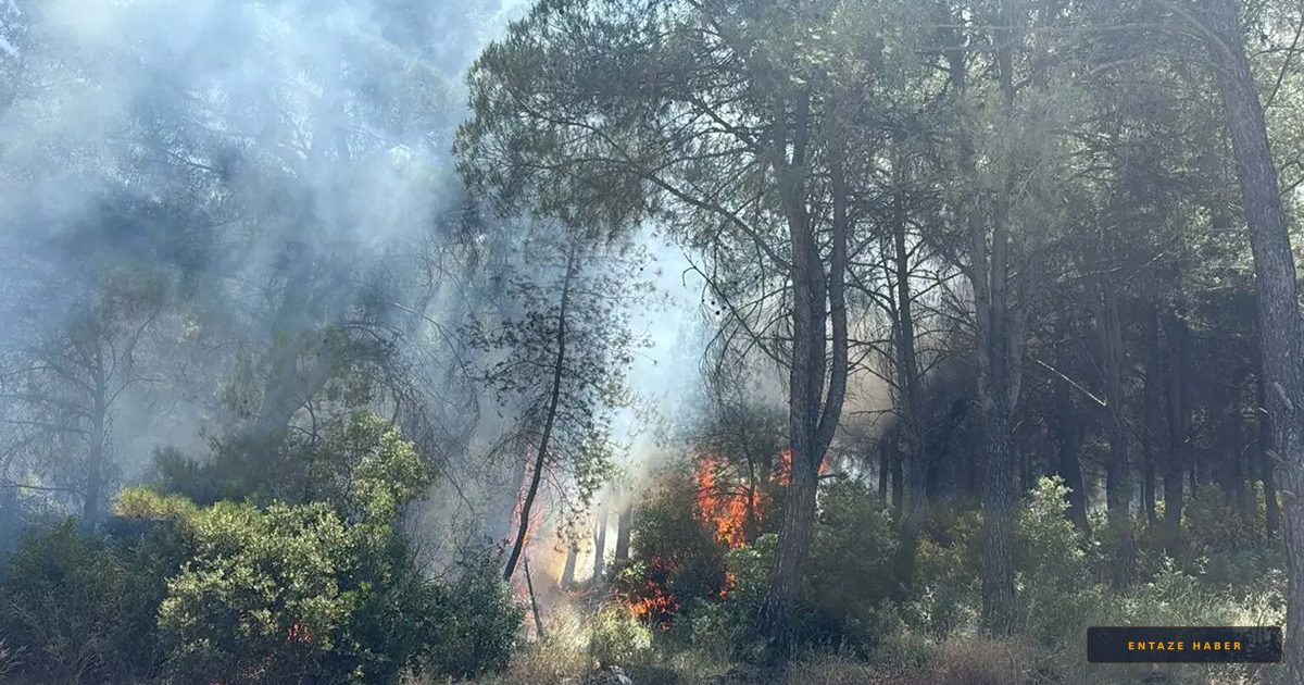 İzmir'de Orman Yangınlarına Neden Olan İhmalkarlık: İki Gözaltı