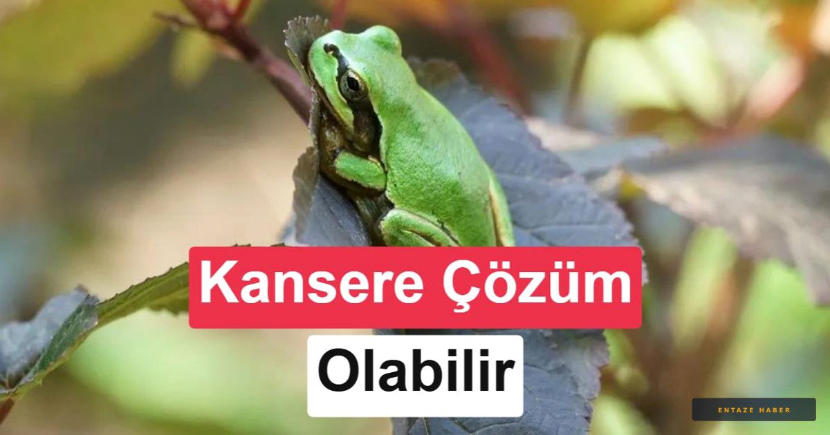 Kanser Tedavisinde Devrim: Kurbağa Bakterisi Tümörleri Tek Dozda Yok Etti