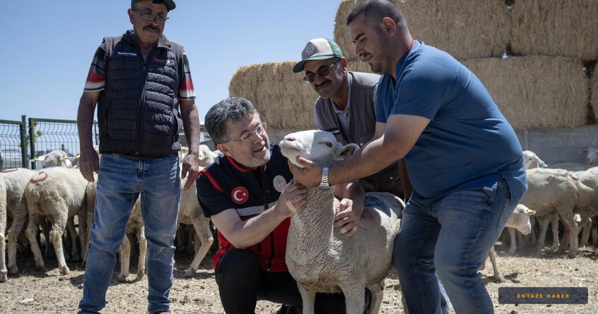 Kırsalda Üretim Hamlesi: Küçükbaş Hayvancılıkta Yeni Dönem Başladı