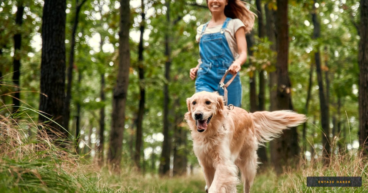 Köpek Sahipleri Dikkat: Mutlu Bir Pati İçin İdeal Yürüyüş Süresi ve Kuralları Açıklandı