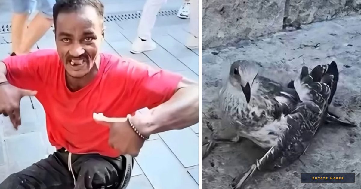 Üsküdar’da Martı Katliamı: Falçatalı Cani Yakalandı!
