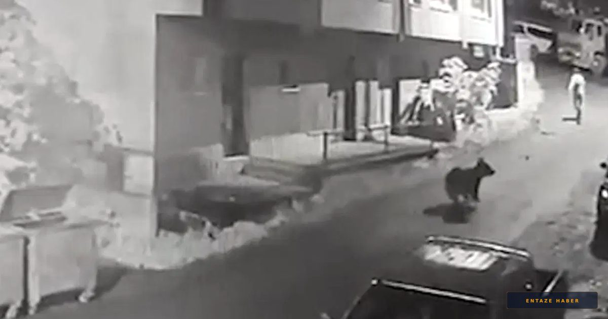 Çamlıhemşin’de Kabus Dolu Anlar: Yavrulu Ayı Vatandaşı Kovaladı