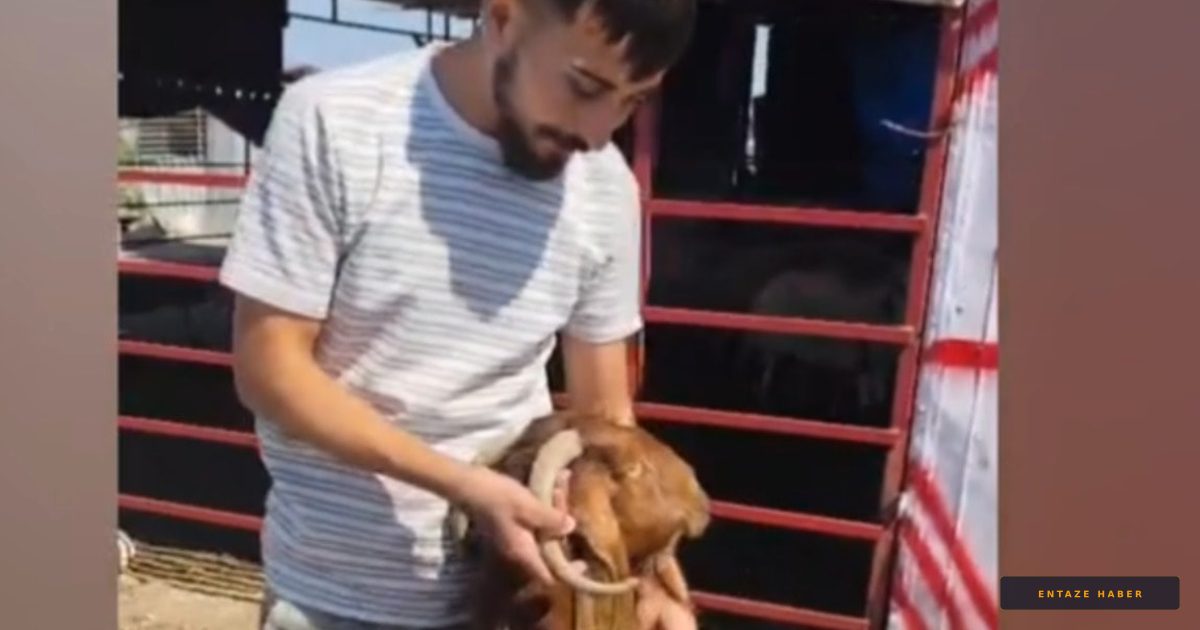 Osmaniye'de Akıllara Durgunluk Veren Olay: Kulağından Boynuz Çıkan Keçi