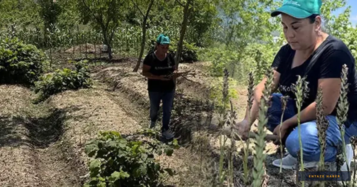 Emekli Sağlıkçının Büyük Başarısı: 100 Bin Yumru İle Tarımda Yeni Dönem