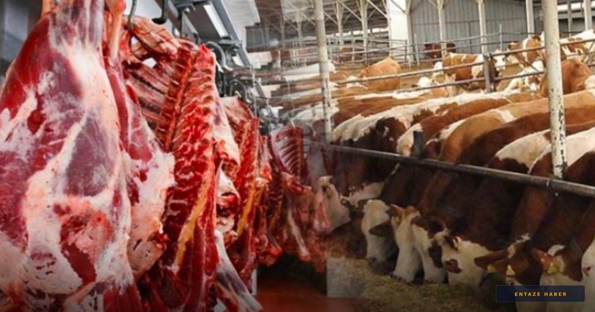 Paraguay'dan Canlı Sığır İthalatında Tartışmalı Şirket İsmi Şaşkınlık Yarattı