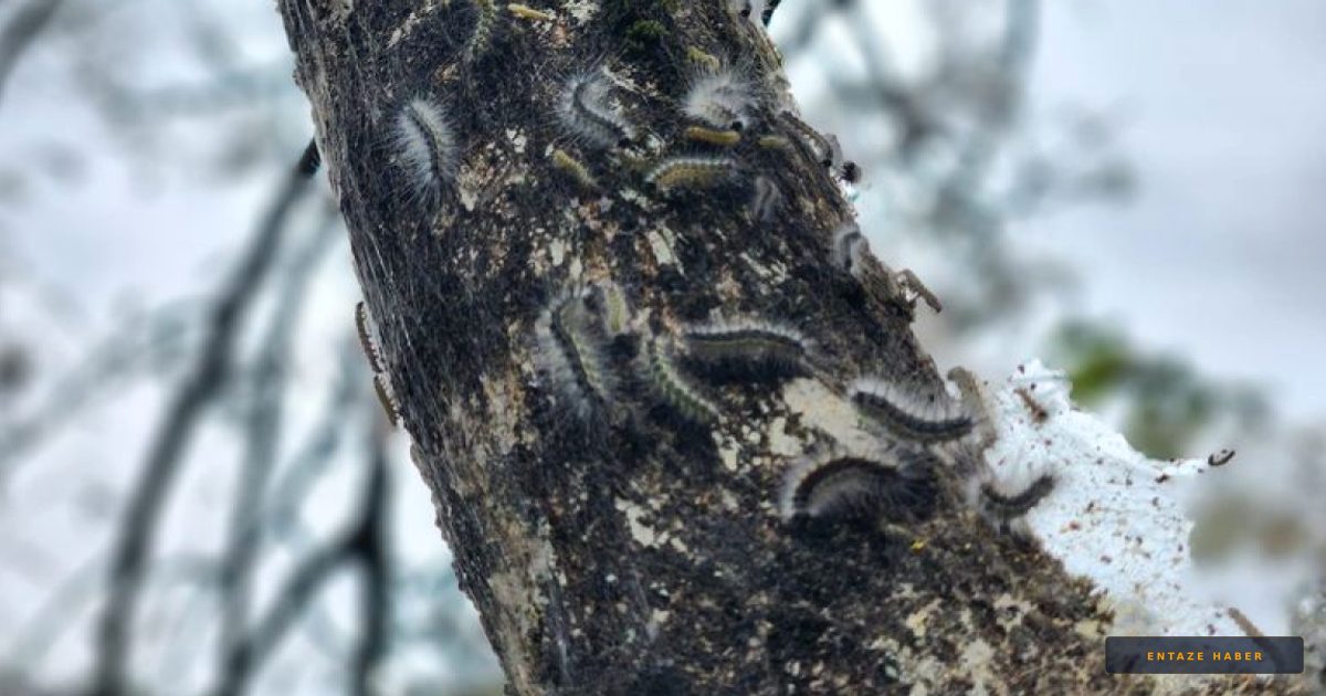 Rize'de Tarım Arazilerini İstila Eden Yeni Tehlike: Tırtıl İstilası!