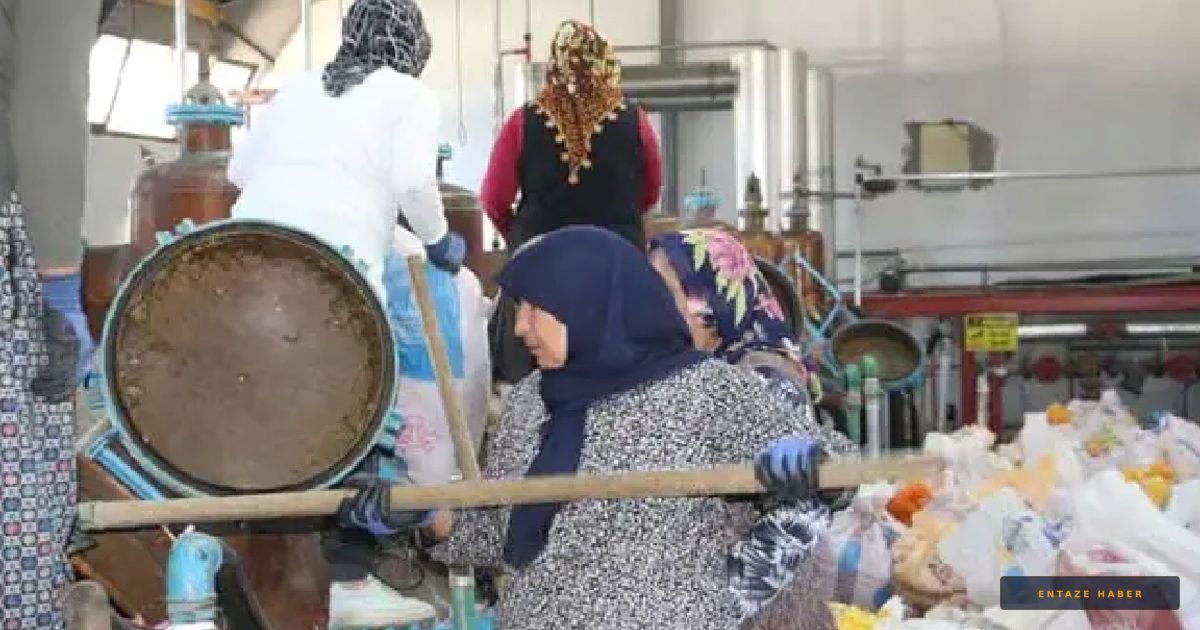 Isparta’da Gül Hasadı Başladı: Üreticiye 80 Lira Müjdesi!