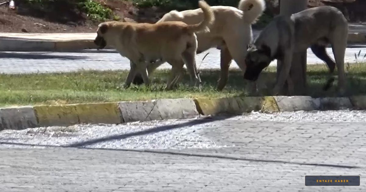 Şanlıurfa’da Korku Dolu Anlar: 1,5 Yaşındaki Çocuk Köpek Saldırısında Yaralandı