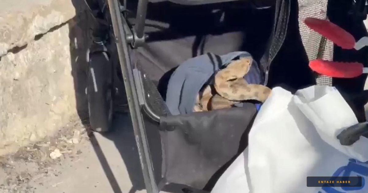 Şanlıurfa’da Piknik Keyfi Kabusa Döndü: Bebek Arabasına Yılan Girdi!