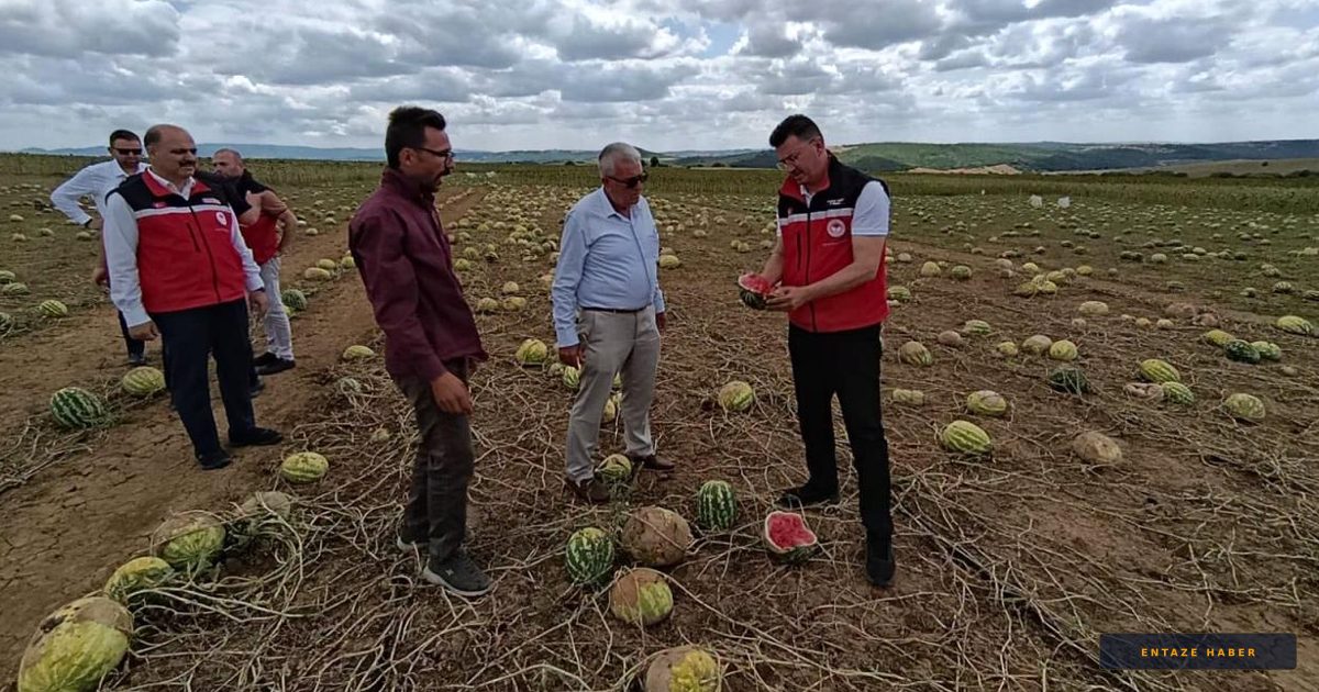 Tekirdağ'da Dolu Felaketi: Çiftçinin Emeği Toprağa Karıştı