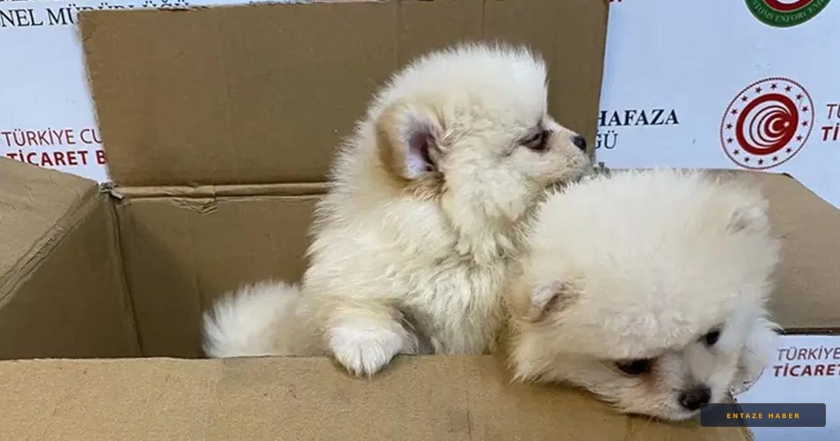 Kapıkule'de 472 Bin Liralık Kaçakçılık Operasyonu: 6 Yavru Köpek Kurtarıldı