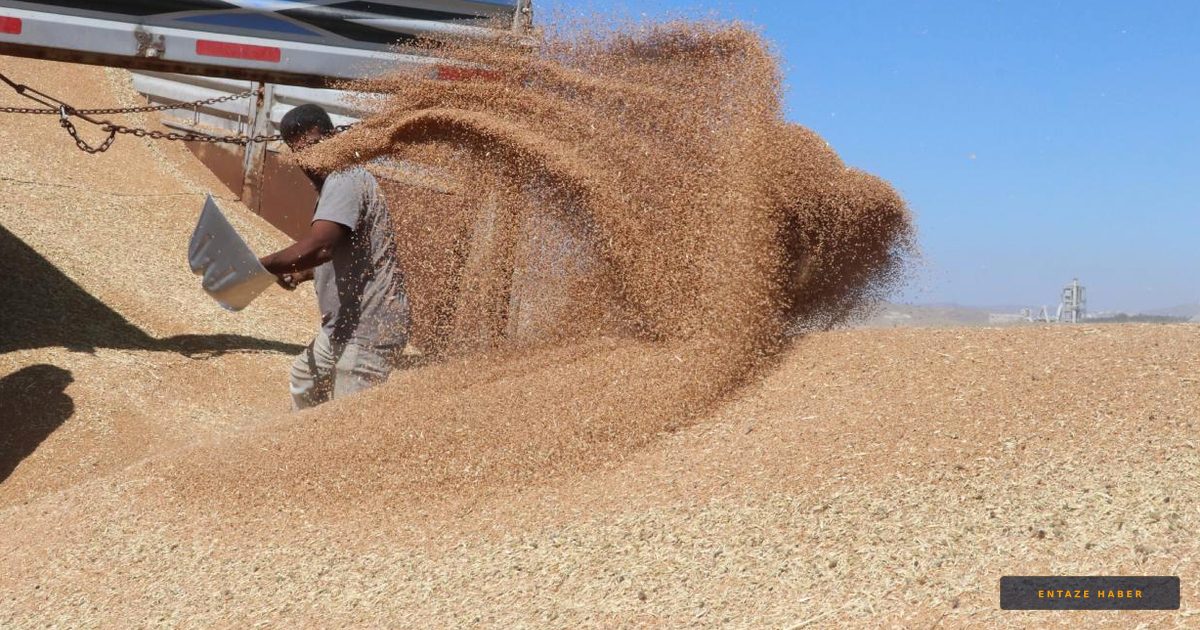 Toprak Mahsulleri Ofisi'nden Tarihi Zirve: 8,3 Milyon Tonluk Hububat Alımı