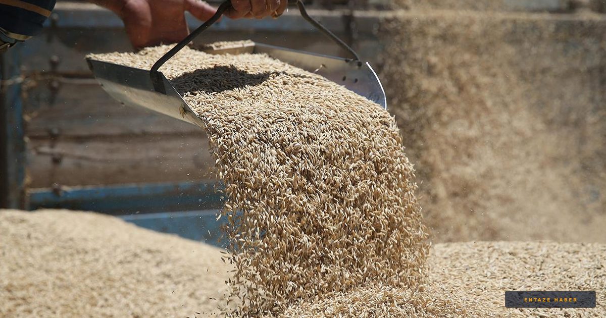Çiftçinin Gözü Kulağı TMO'daydı: Hububat Ödemeleri Hesaplara Yatmaya Başladı