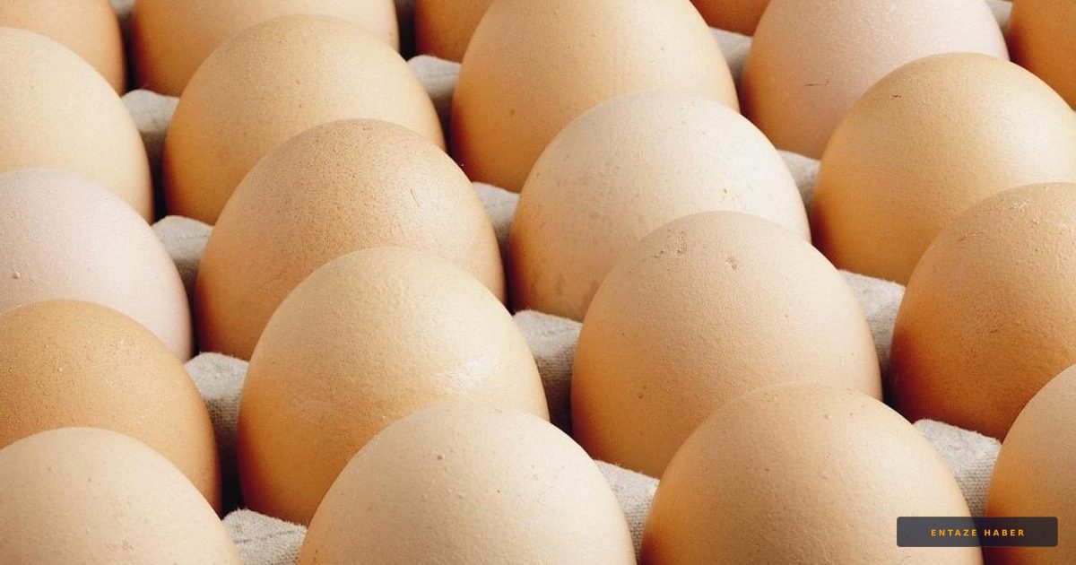 Türk Yumurtasına Avrupa Akını: İhracatta Rekor Artış