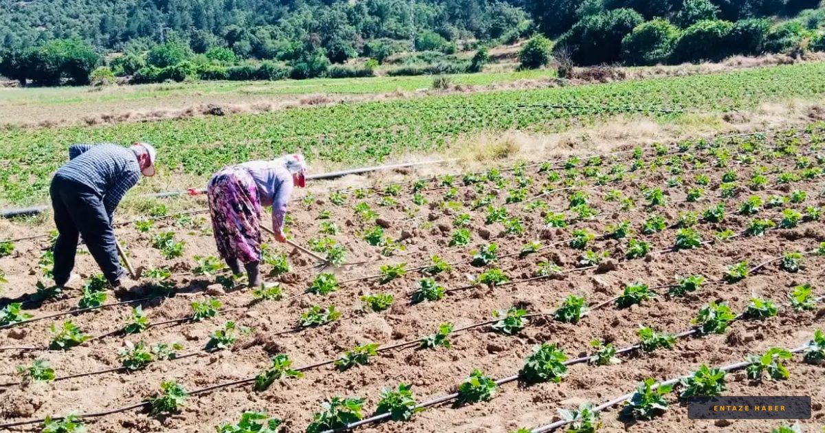 Ödemiş Çamyayla’da Fasulye ve Barbunya Sezonu: Üreticinin Umudu Yüksek