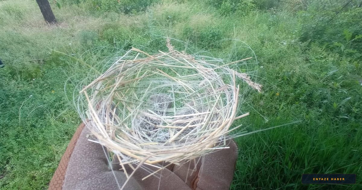 Savaşın Görünmez İzi: Ukrayna'da Kuşlar Fiber Optik Kablolarla Yuva Kuruyor
