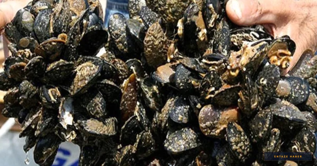 Osmangazi Köprüsü'nde Büyük Yakalama: 3 Ton Kaçak Midye Ele Geçirildi