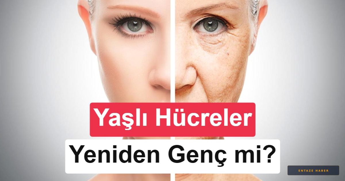 Yaşlanma Hücrelerde Durduruluyor: İnsanlarda İlk Gen Tedavisi Deneyi Başladı