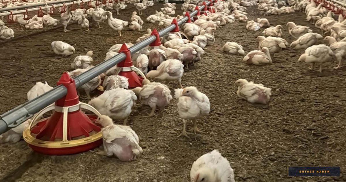 Nepal’de Kuş Gribi Alarmı: 570 Bin Hayvan İtlaf Edildi, Hayvanat Bahçesi Mühürlendi